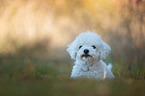 lying Bichon Frise
