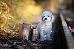 sitting Bichon Frise