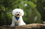 sitting Bichon Frise