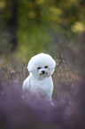 Bichon Frise in the heather