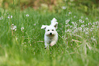 Bichon Frise
