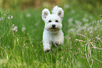 Bichon Frise