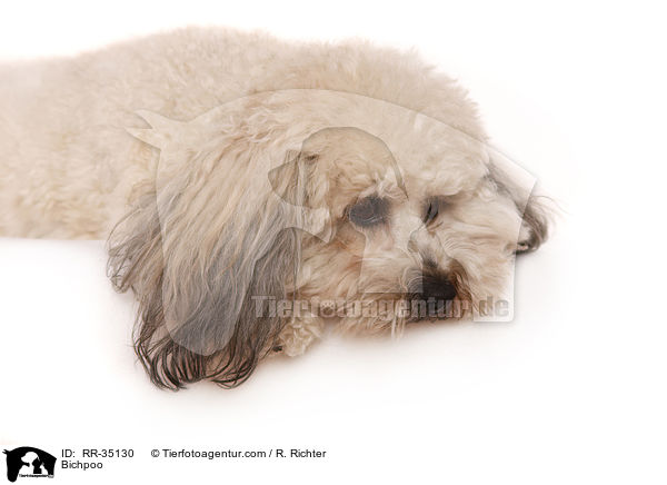 Bichon-Frise-Pudel-Mischling / Bichpoo / RR-35130