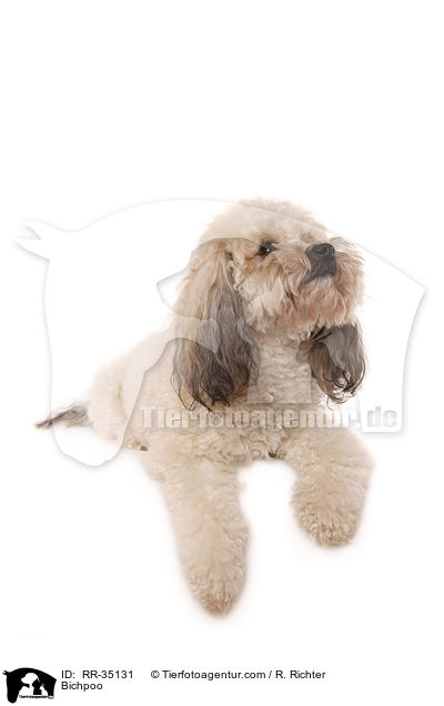 Bichon-Frise-Pudel-Mischling / Bichpoo / RR-35131
