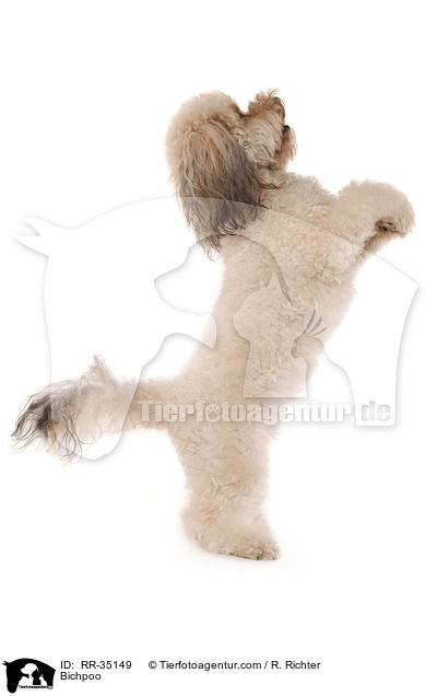 Bichon-Frise-Pudel-Mischling / Bichpoo / RR-35149