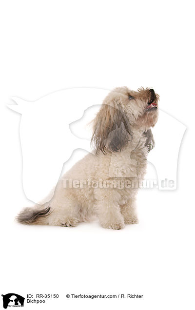 Bichon-Frise-Pudel-Mischling / Bichpoo / RR-35150