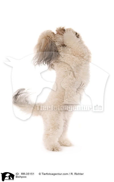 Bichon-Frise-Pudel-Mischling / Bichpoo / RR-35151