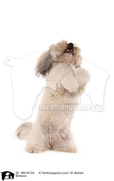 Bichon-Frise-Pudel-Mischling / Bichpoo / RR-35154