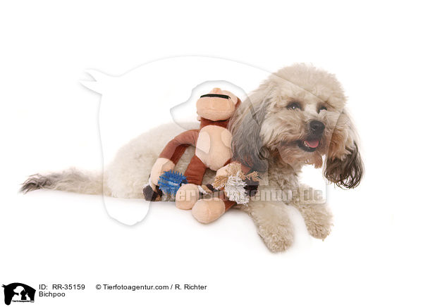 Bichon-Frise-Pudel-Mischling / Bichpoo / RR-35159