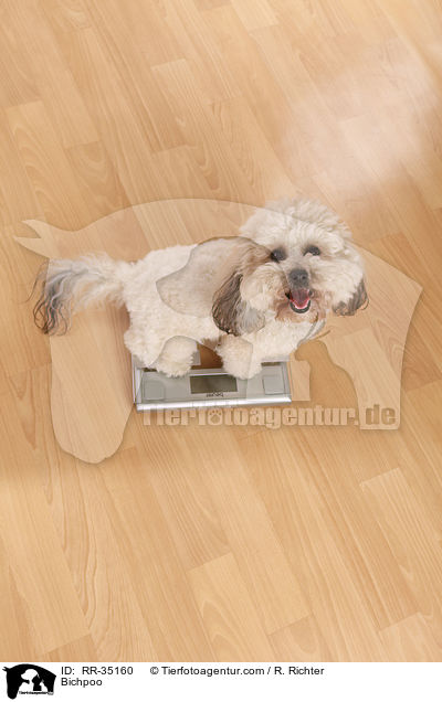 Bichon-Frise-Pudel-Mischling / Bichpoo / RR-35160