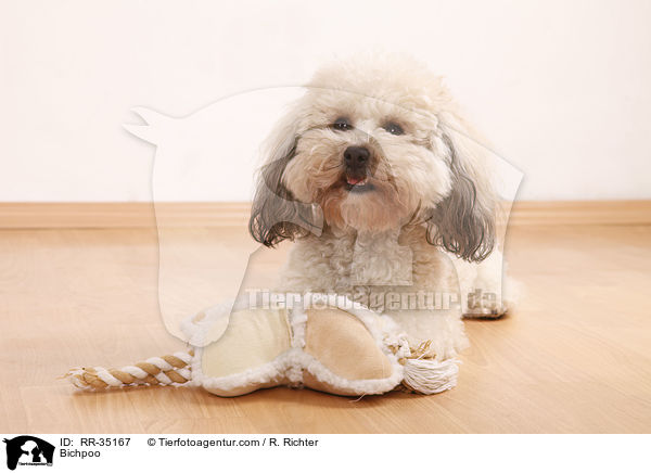 Bichon-Frise-Pudel-Mischling / Bichpoo / RR-35167