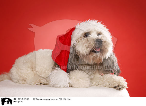 Bichon-Frise-Pudel-Mischling / Bichpoo / RR-35168