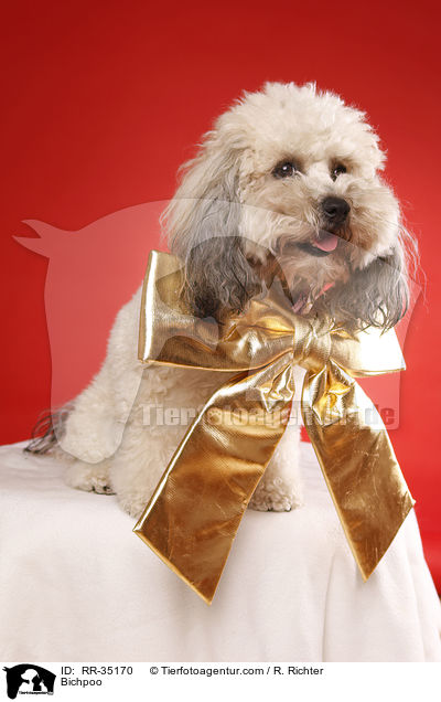 Bichon-Frise-Pudel-Mischling / Bichpoo / RR-35170