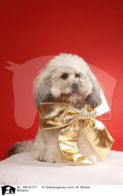 Bichon-Frise-Pudel-Mischling / Bichpoo / RR-35171
