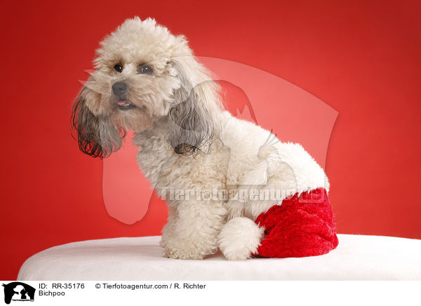 Bichon-Frise-Pudel-Mischling / Bichpoo / RR-35176