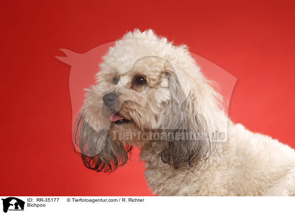 Bichon-Frise-Pudel-Mischling / Bichpoo / RR-35177