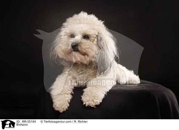 Bichon-Frise-Pudel-Mischling / Bichpoo / RR-35184