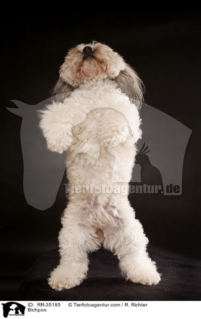 Bichon-Frise-Pudel-Mischling / Bichpoo / RR-35185