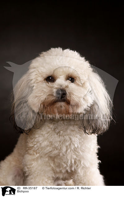 Bichon-Frise-Pudel-Mischling / Bichpoo / RR-35187