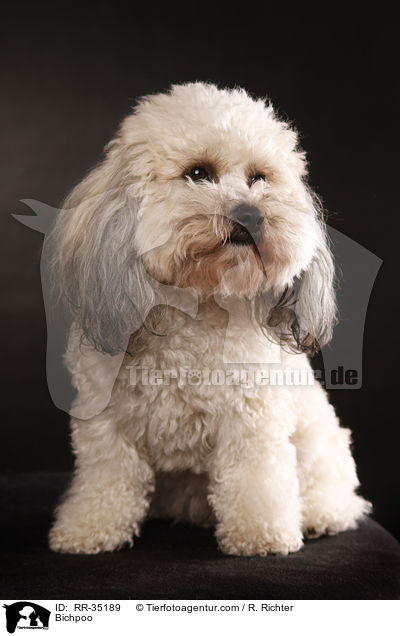 Bichon-Frise-Pudel-Mischling / Bichpoo / RR-35189