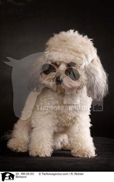Bichon-Frise-Pudel-Mischling / Bichpoo / RR-35191