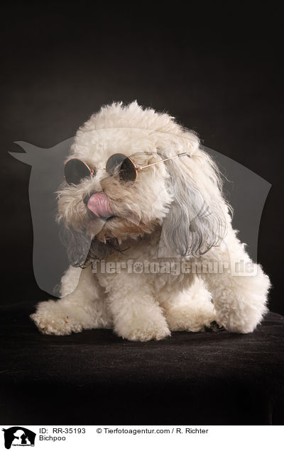 Bichon-Frise-Pudel-Mischling / Bichpoo / RR-35193