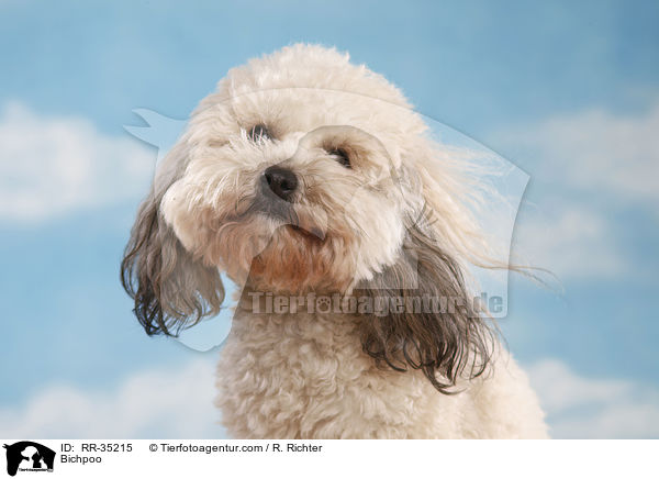 Bichon-Frise-Pudel-Mischling / Bichpoo / RR-35215