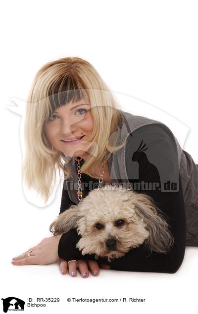 Bichon-Frise-Pudel-Mischling / Bichpoo / RR-35229