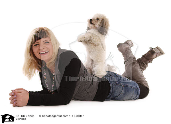 Bichon-Frise-Pudel-Mischling / Bichpoo / RR-35236