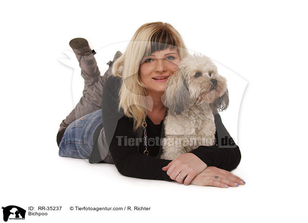 Bichon-Frise-Pudel-Mischling / Bichpoo / RR-35237