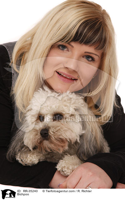 Bichon-Frise-Pudel-Mischling / Bichpoo / RR-35240