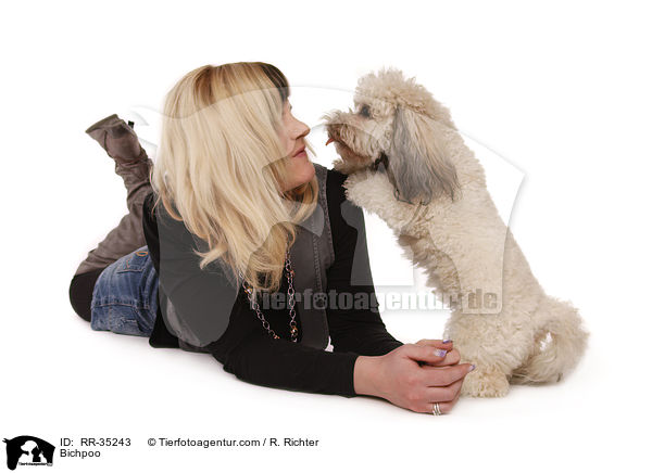 Bichon-Frise-Pudel-Mischling / Bichpoo / RR-35243