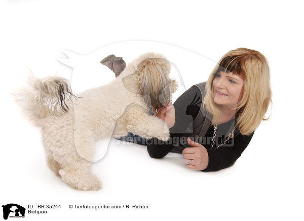 Bichon-Frise-Pudel-Mischling / Bichpoo / RR-35244