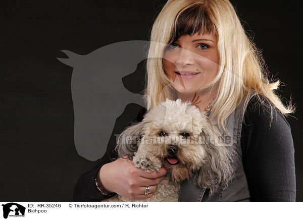 Bichon-Frise-Pudel-Mischling / Bichpoo / RR-35246
