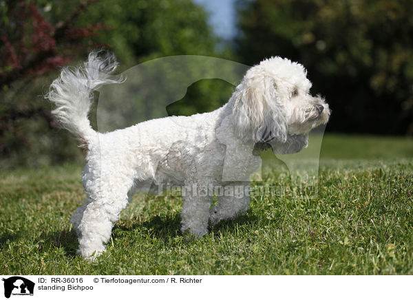 stehender Bichpoo / standing Bichpoo / RR-36016