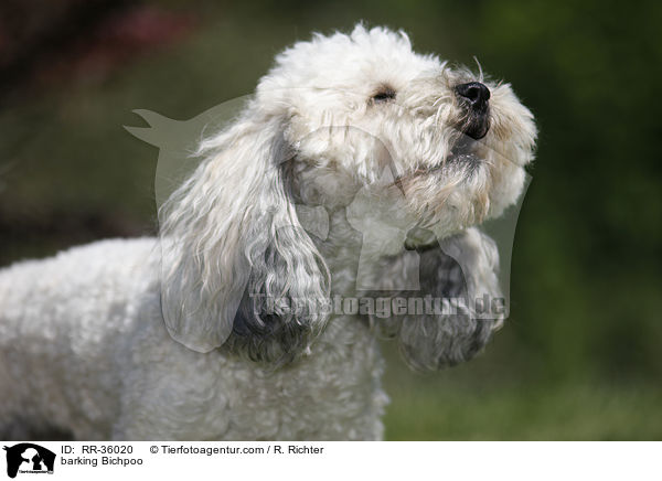 bellender Bichpoo / barking Bichpoo / RR-36020