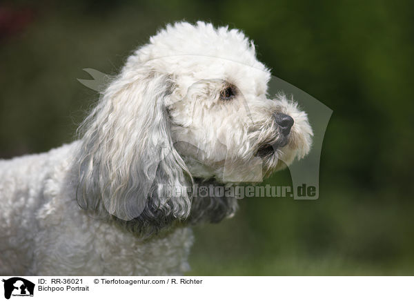 Bichpoo Portrait / Bichpoo Portrait / RR-36021