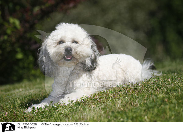liegender Bichpoo / lying Bichpoo / RR-36028