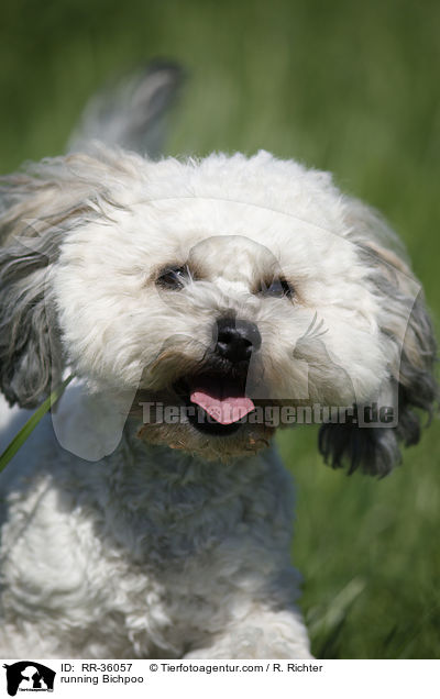 rennender Bichpoo / running Bichpoo / RR-36057