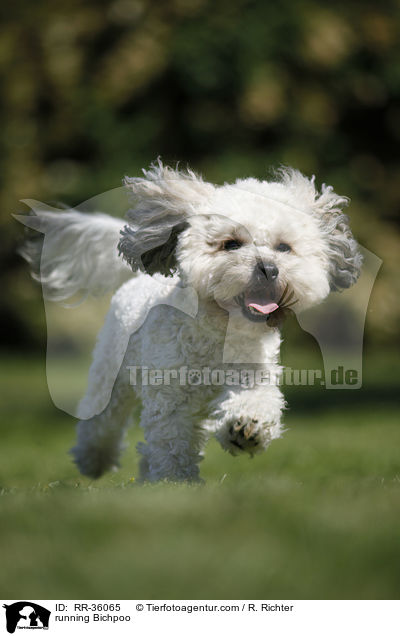 rennender Bichpoo / running Bichpoo / RR-36065