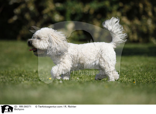 Bichpoo / Bichpoo / RR-36071