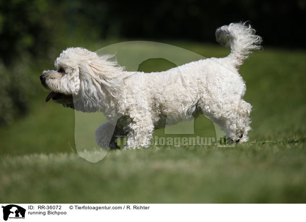 rennender Bichpoo / running Bichpoo / RR-36072