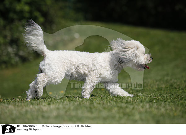 rennender Bichpoo / running Bichpoo / RR-36073