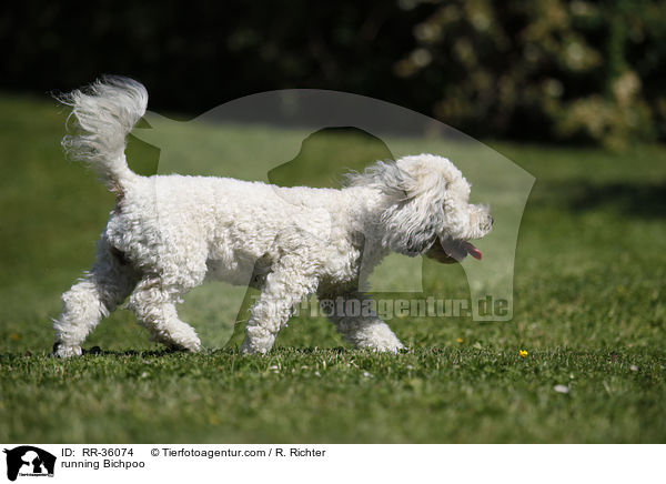 rennender Bichpoo / running Bichpoo / RR-36074