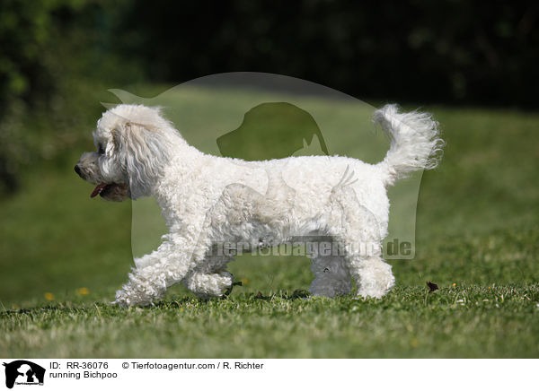 rennender Bichpoo / running Bichpoo / RR-36076