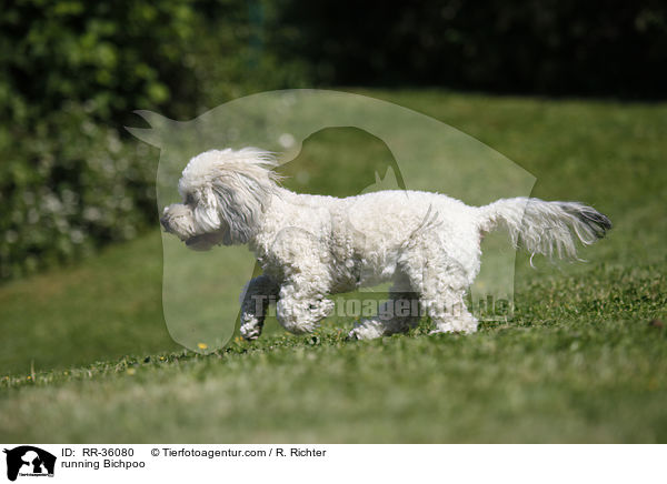 rennender Bichpoo / running Bichpoo / RR-36080