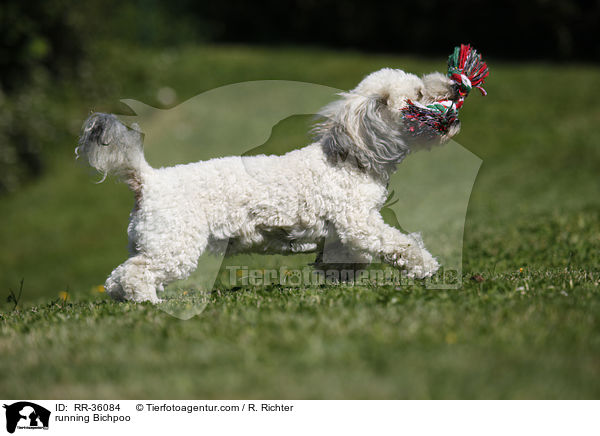 rennender Bichpoo / running Bichpoo / RR-36084