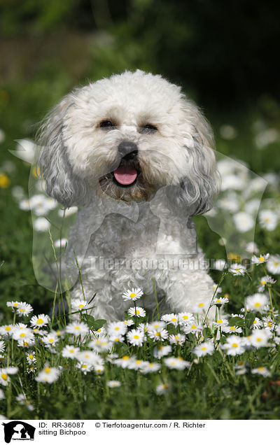 sitzender Bichpoo / sitting Bichpoo / RR-36087