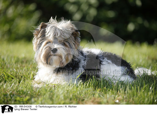 lying Biewer Terrier / RR-54308