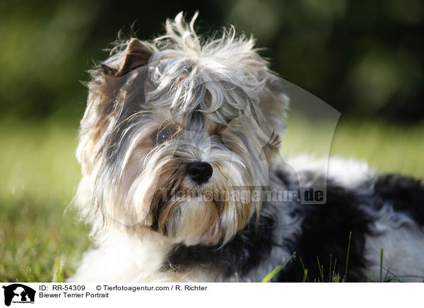 Biewer Terrier Portrait / RR-54309